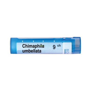 Chimaphila umbellata 9 ch - 3745_CHIMAPHILA_UMBELLATA9CH[$FXD$].jpg