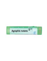 Agraphis nutans 5 ch