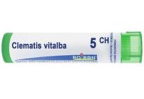 Clematis vitalba 5 ch