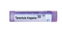 Tarentula hispana 30 ch