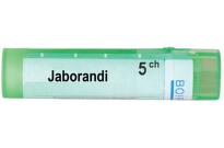 Jaborandi 5 ch