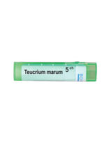 Teucrium marum 5 ch