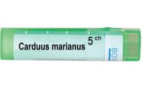Carduus marianus 5 ch