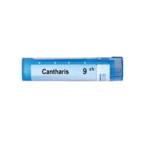 Cantharis 9 ch