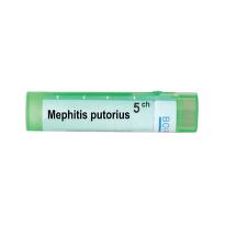 Mephitis putorius 5 ch