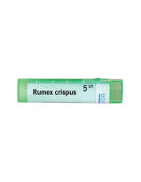 Rumex crispus 5 ch