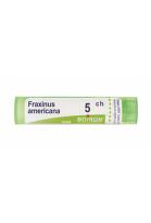 Fraxinus americana 5 ch