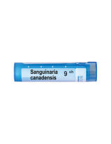 Sanguinaria canadensis 9 ch